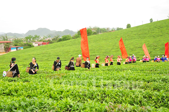 Rộn ràng hội thi hái chè trên cao nguyên Mộc Châu