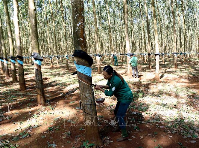 Ngành cao su xanh hóa chuỗi quy trình sản xuất, chế biến và xuất khẩu