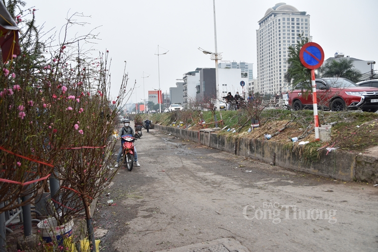 Hoa đào rạng rỡ cùng người Hà Nội chào đón xuân sang