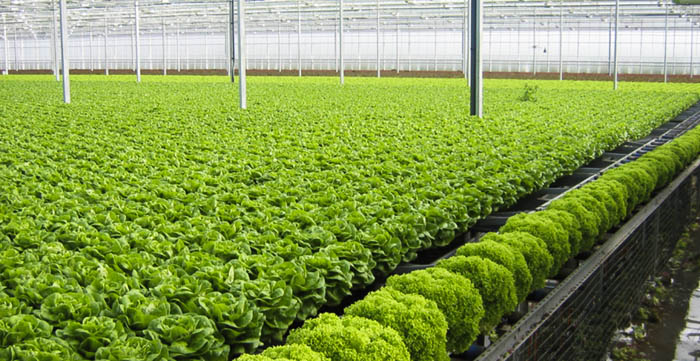Thúc đẩy tái cơ cấu ngành nông nghiệp tại Hải Phòng