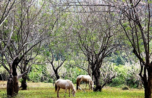 THÁC YANGBAY: Vùng đất huyền thoại