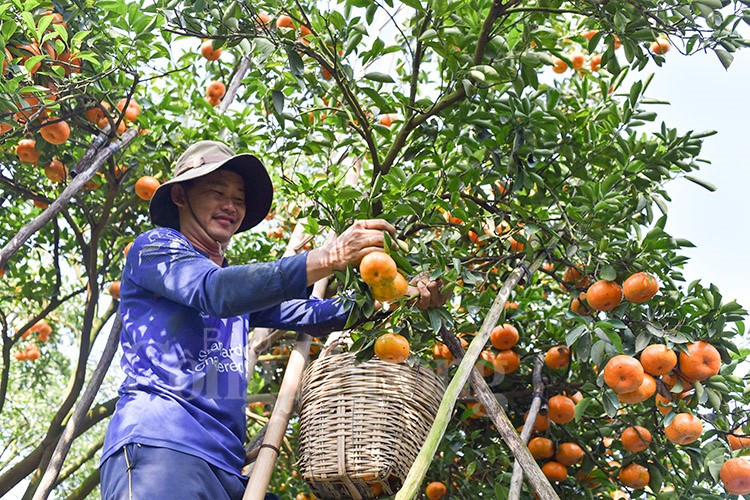 Quýt hồng Lai Vung vào mùa Tết