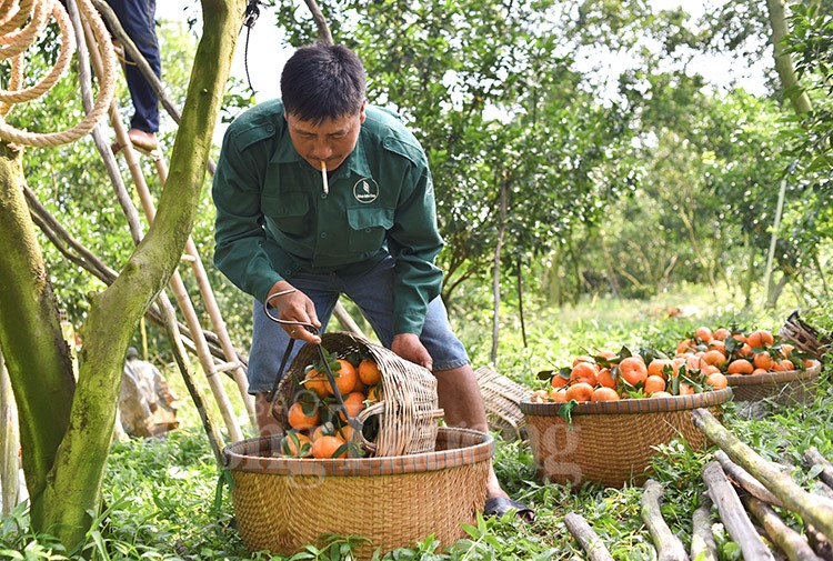 Quýt hồng Lai Vung vào mùa Tết