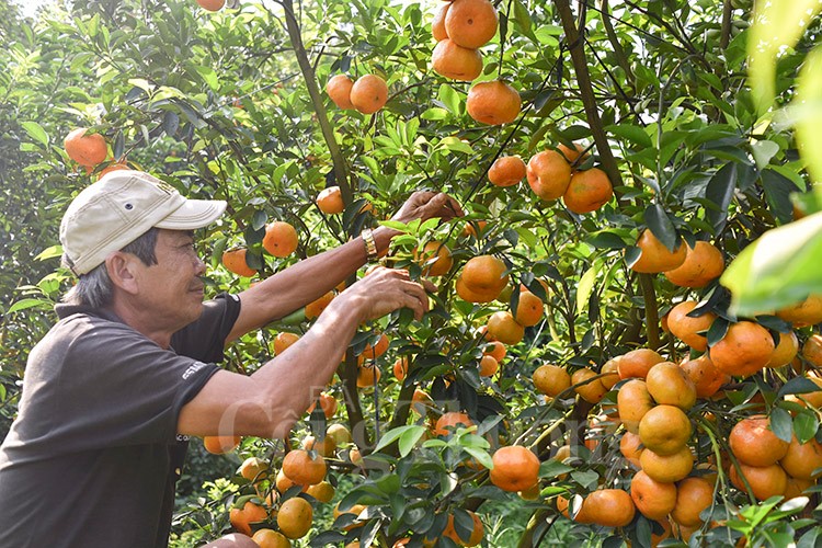 Quýt hồng Lai Vung vào mùa Tết