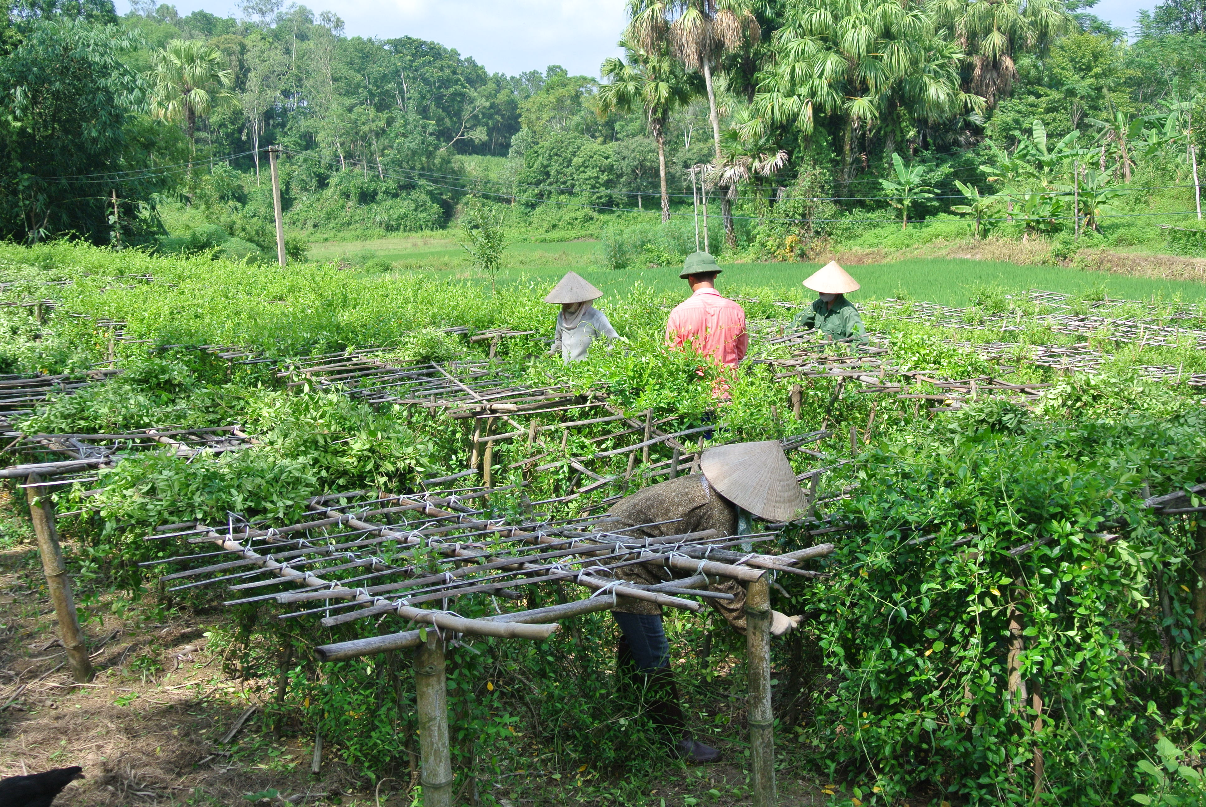 Hy vọng mới từ cây dược liệu
