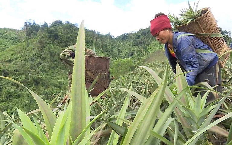 Mô hình liên kết trồng dứa