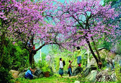 Lễ hội hoa Ban 2018 tại Điện Biên
