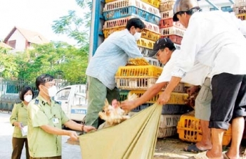 Siết xử lý vi phạm lĩnh vực giống cây trồng, kiểm dịch thực vật, thú y