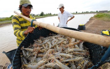 Nuôi tôm sạch không lo giá cả và đầu ra