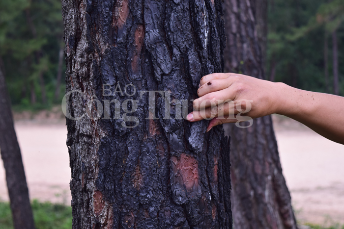Rừng đặc dụng Thiên An - Thừa Thiên Huế kêu cứu