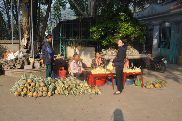 Trái dứa Mường Chà giúp dân thoát nghèo