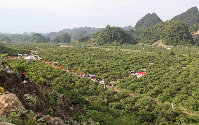 Mộc Châu (Sơn La): Tưng bừng ngày hội hái quả