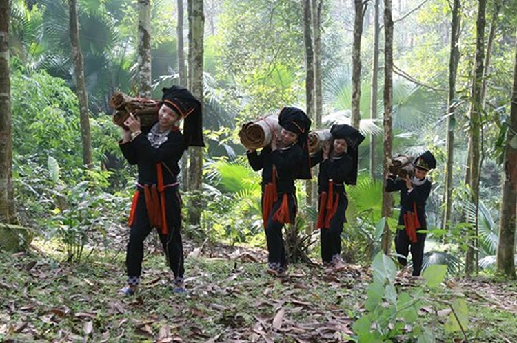 Viễn Sơn (Yên Bái): ​Nâng cao giá trị cây quế