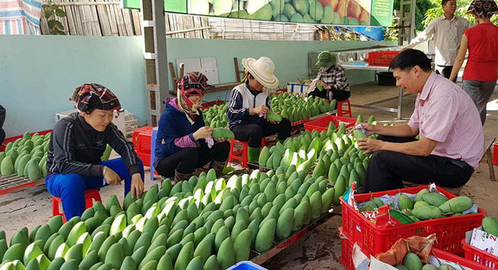 “Bén duyên” thị trường Úc