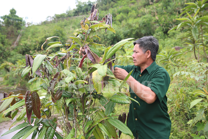 Chè hoa vàng - báu vật trên đất Quế Phong