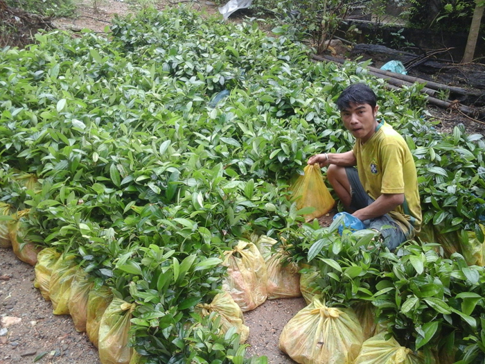 Kiểm tra việc sản xuất, kinh doanh giống cây trồng