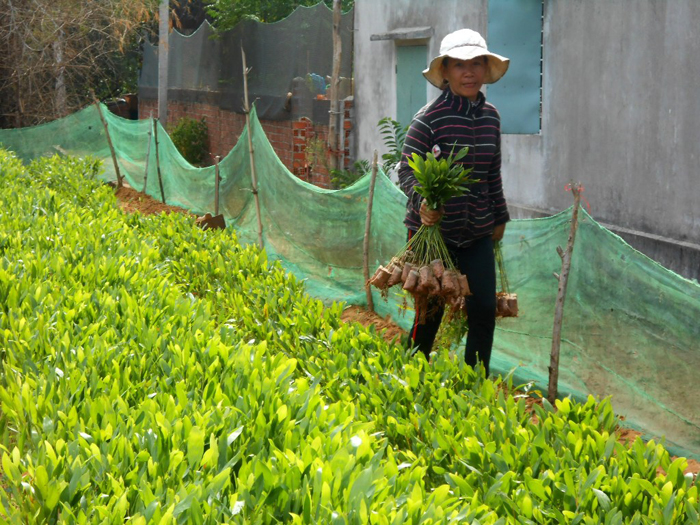 Kiểm tra việc sản xuất, kinh doanh giống cây trồng