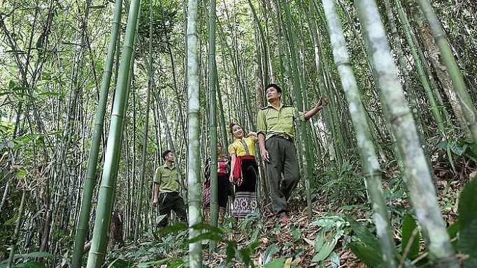 cay tre giup nang cao thu nhap cho dong bao dan toc