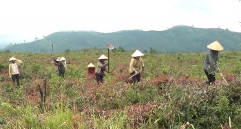 Chính sách hỗ trợ phát triển sản xuất để giảm nghèo bền vững