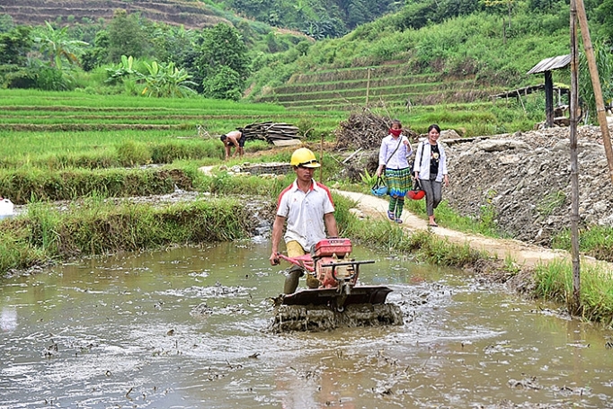 kien quyet ngan chan tai trong cay thuoc phien