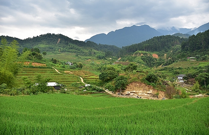 kien quyet ngan chan tai trong cay thuoc phien
