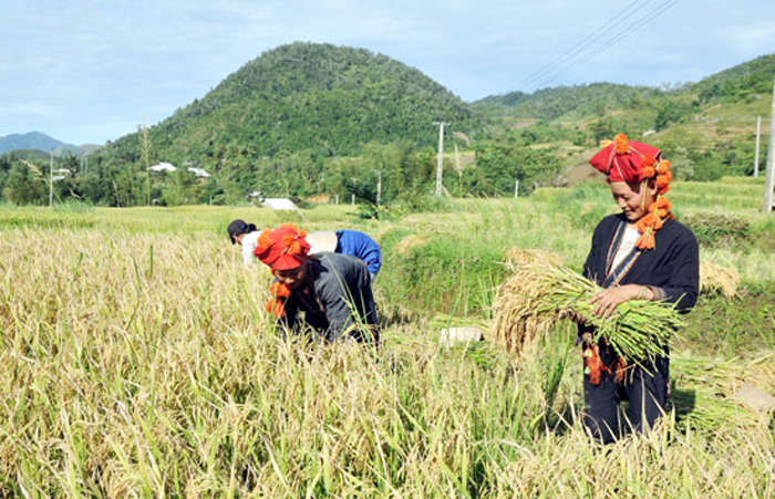 Lào Cai: Gạo Séng Cù “nối tiếp” vụ mùa bội thu