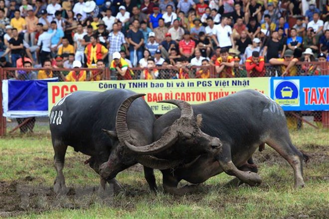 le hoi choi trau do son nam 2018 dien ra voi nhieu net moi