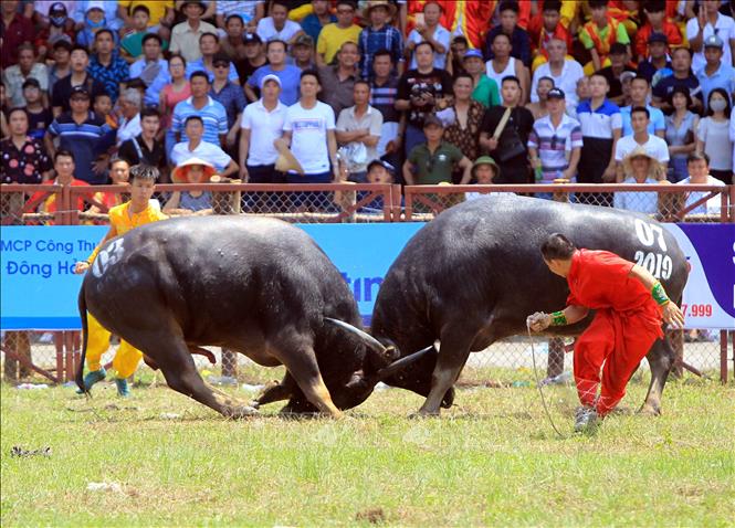 le hoi choi trau do son 2019 nhung tran ty thi kien cuong