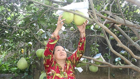 san pham duoc bao ho chi dan dia ly nhap lan cao toc evfta