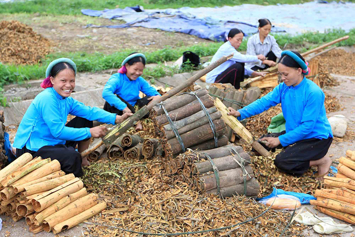 Phát triển cây quế theo hướng sản xuất hàng hóa