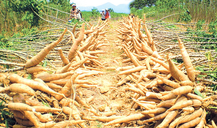 Sản xuất Ethanol: Đa dạng hóa nguồn nguyên liệu