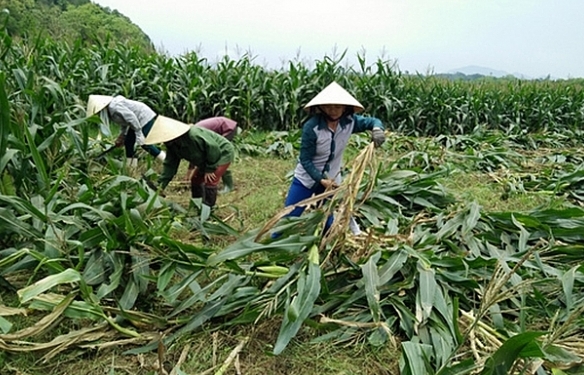 Nguy cơ khan hiếm thức ăn cho gia súc mùa giáp hạt