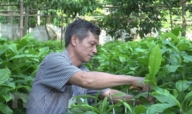 mua doi boi thu dem lai gia tri kinh te cho nguoi dan vung cao