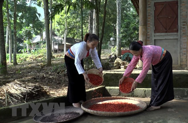 mua doi boi thu dem lai gia tri kinh te cho nguoi dan vung cao