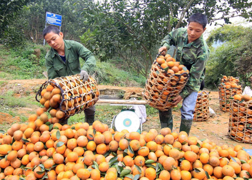 Cam Hàm Yên rục rịch vào mùa