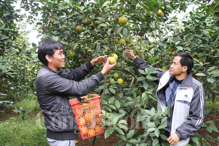 Nghệ An lên chiến lược phát triển bài bản cho cây cam