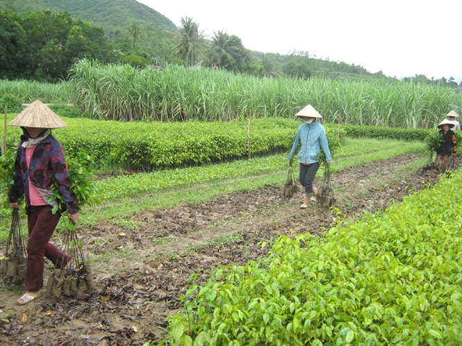 Phú Yên: Trồng rừng trên đất nông nghiệp