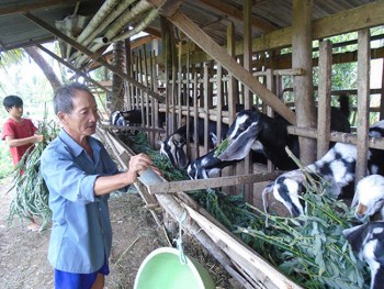 Tiền Giang: Giá dê tăng cao, người nuôi ồ ạt tăng đàn