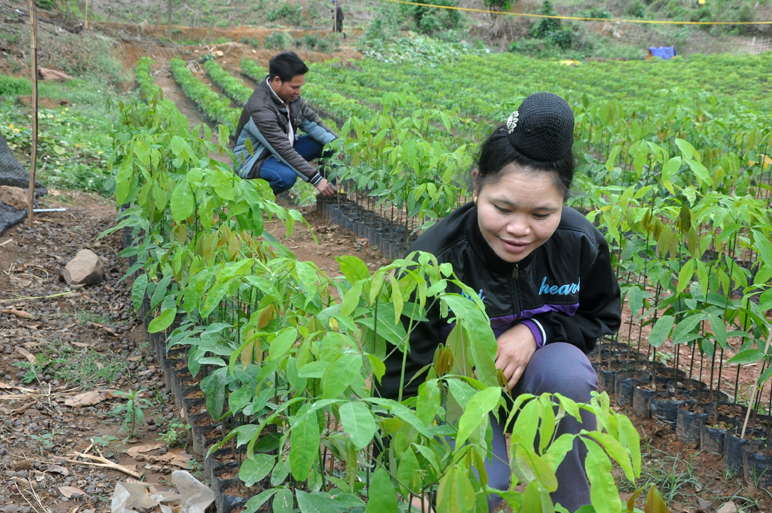 Hiệu quả từ chính sách chi trả dịch vụ môi trường rừng