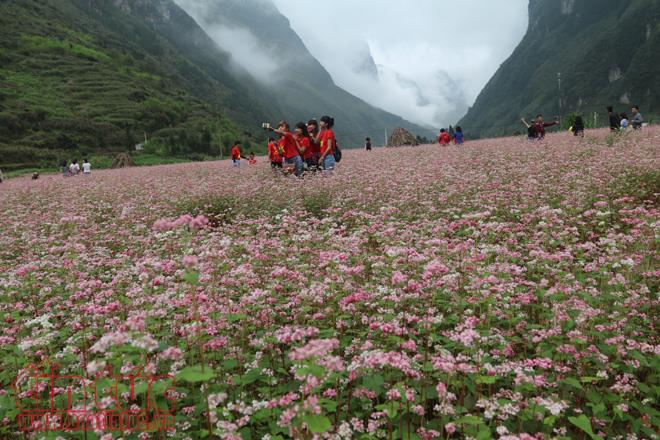 nhieu hoat dong dac sac tai le hoi hoa tam giac mach nam 2018