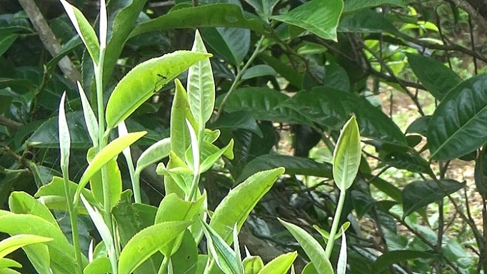 mon qua cua nui