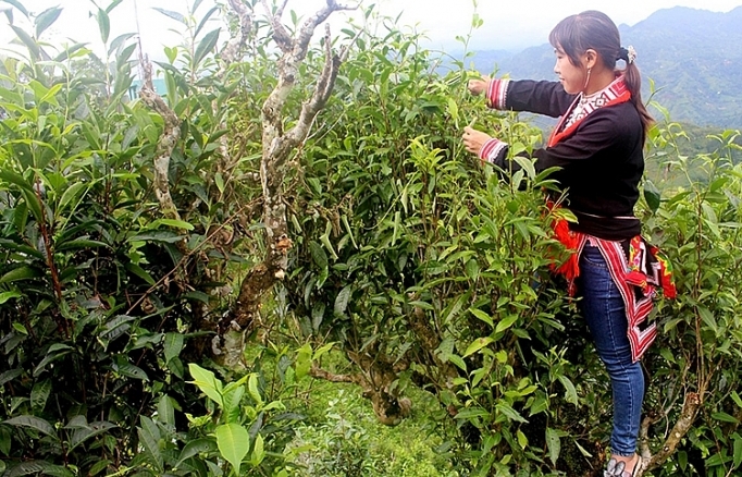 Món quà của núi