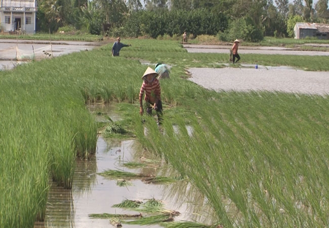 Các giải pháp phòng, chống hạn hán, xâm nhập mặn