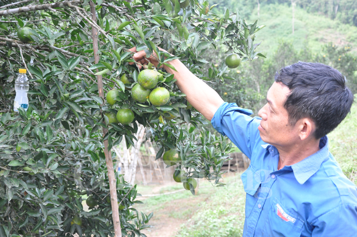 Lai Châu: Biến đồi hoang thành trang trại màu mỡ