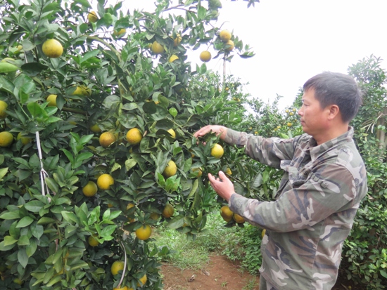 Hà Nội giới thiệu cá trắm kho làng Vũ Đại, bưởi đỏ Tân Lạc dịp cuối năm