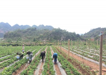 Phát triển sinh kế cho đồng bào vùng Tây Bắc