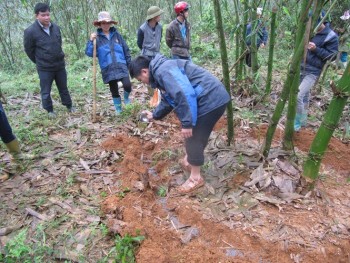 Phát triển tre măng Bát Độ trên vùng núi cao