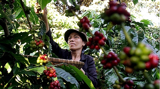 xoa bo rao can thuong mai de chuyen doi nganh nong nghiep cua dong nam a