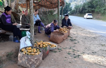 Loay hoay tìm đầu ra cho quýt Bắc Kạn