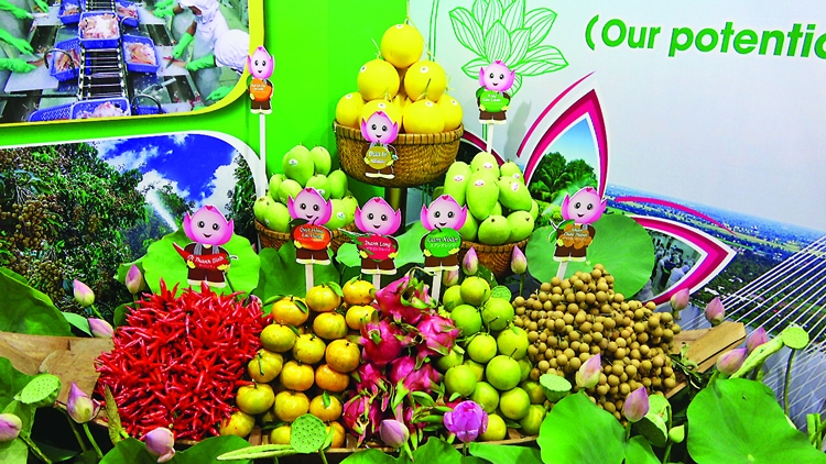bac cau cho nong san viet